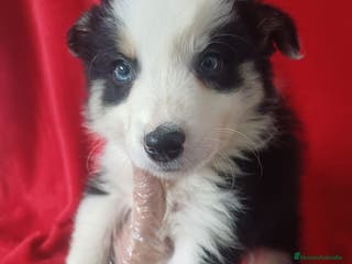 Border Collie perros Border Collie Blanco y Negro - Anuncio 13