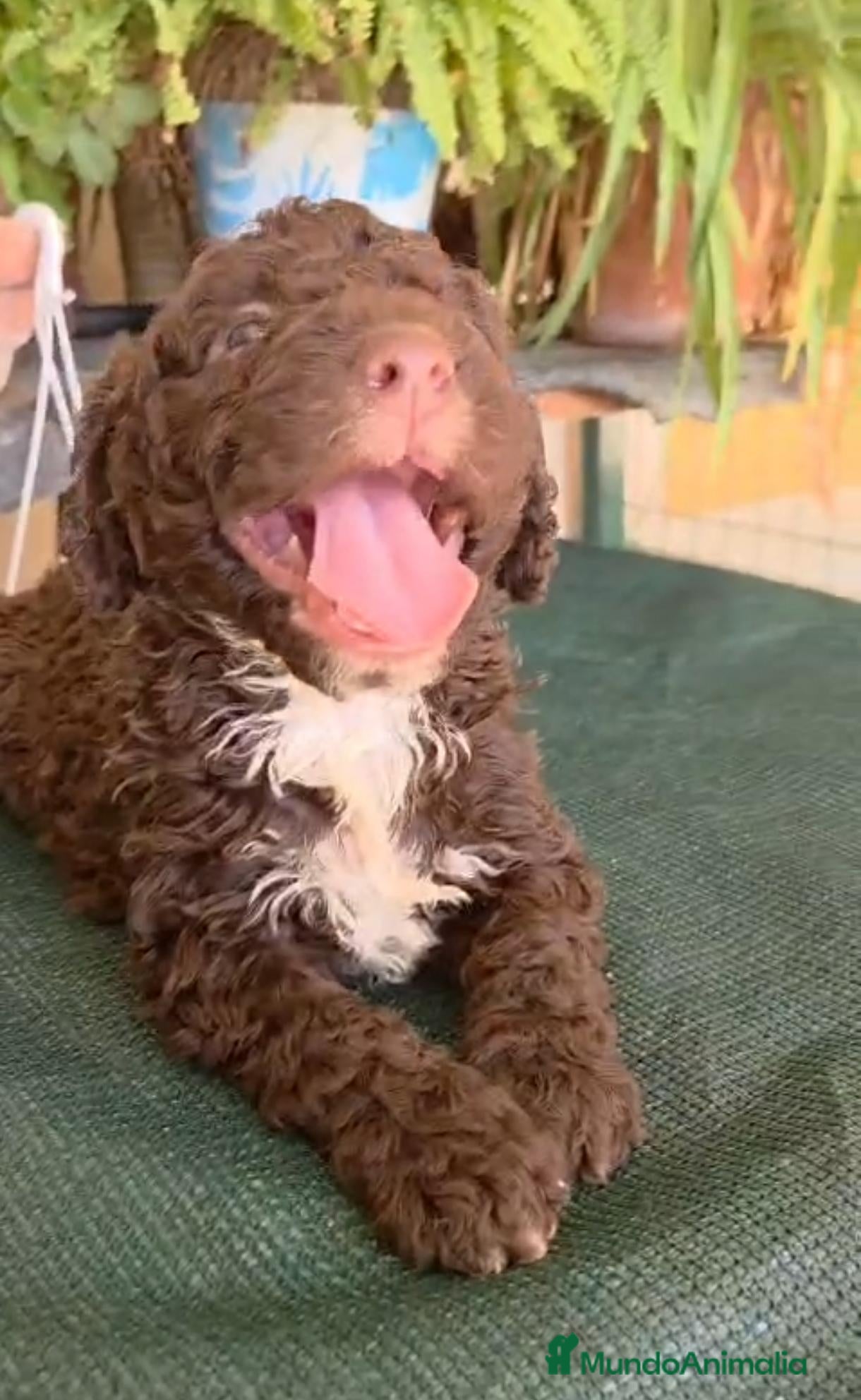 Perro de Agua Español perros ESPECTACULAR CAMADA DE PERRO DE AGUAS - Anuncio 1