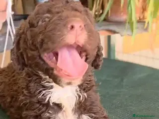 Perro de Agua Español perros ESPECTACULAR CAMADA DE PERRO DE AGUAS - Anuncio 11