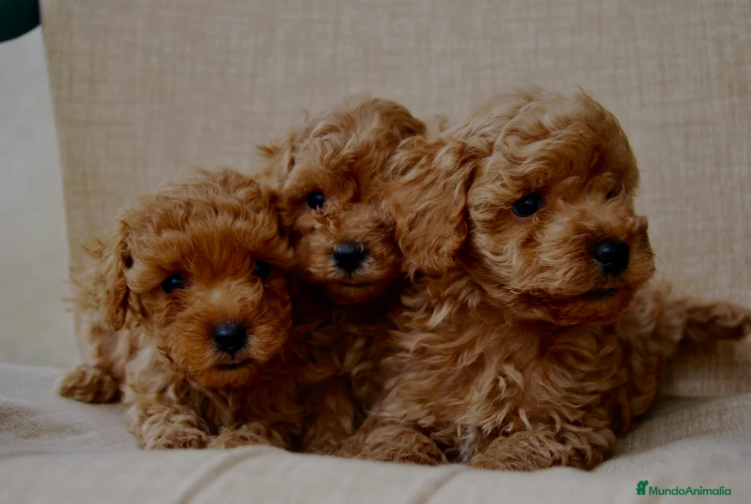 Caniche Toy perros en venta: Cachorros de Caniche toy / enano - Anuncio 5