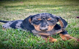 Teckel Miniatura perros en venta: Cachorros de teckel  - Imagen 1