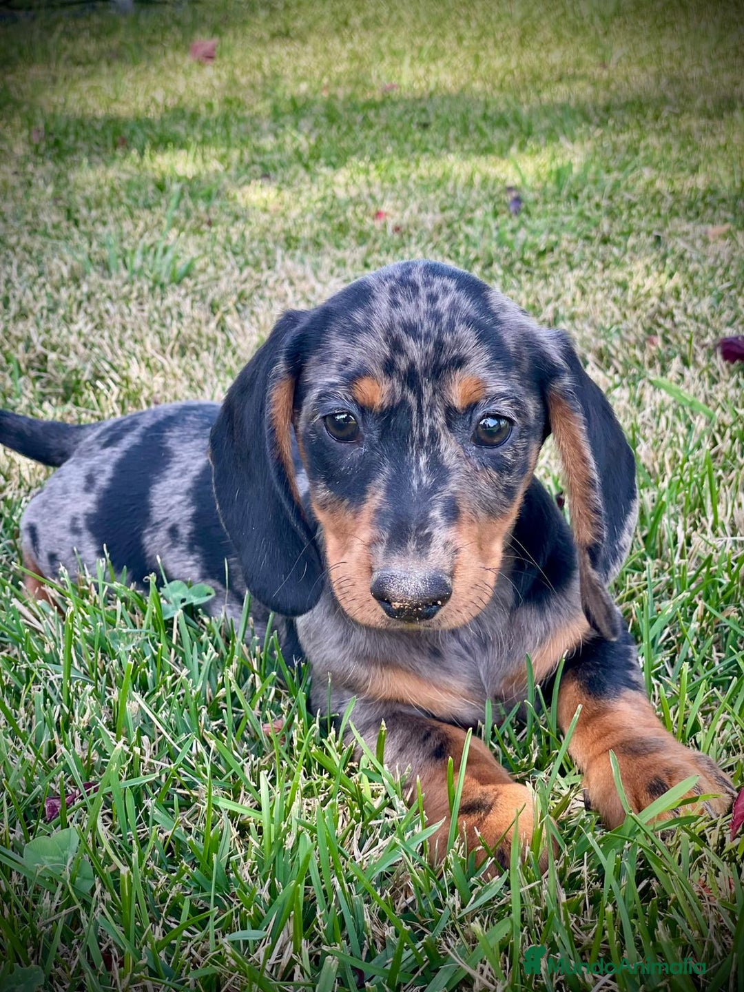 Teckel Miniatura perros en venta: Cachorros de teckel  - Imagen 1