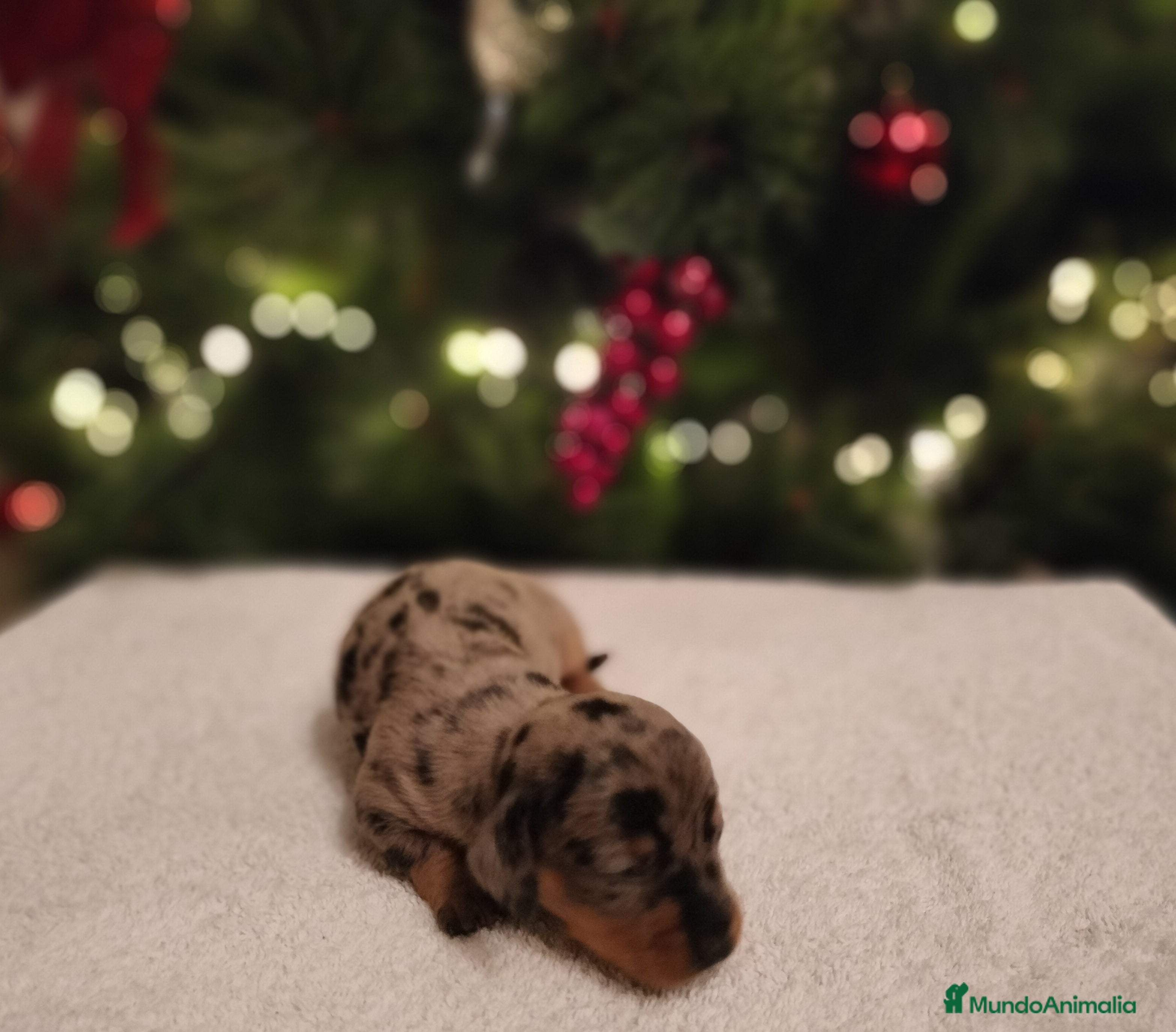 Teckel Miniatura perros Hembras de teckel Arlequin plata  - Anuncio 2