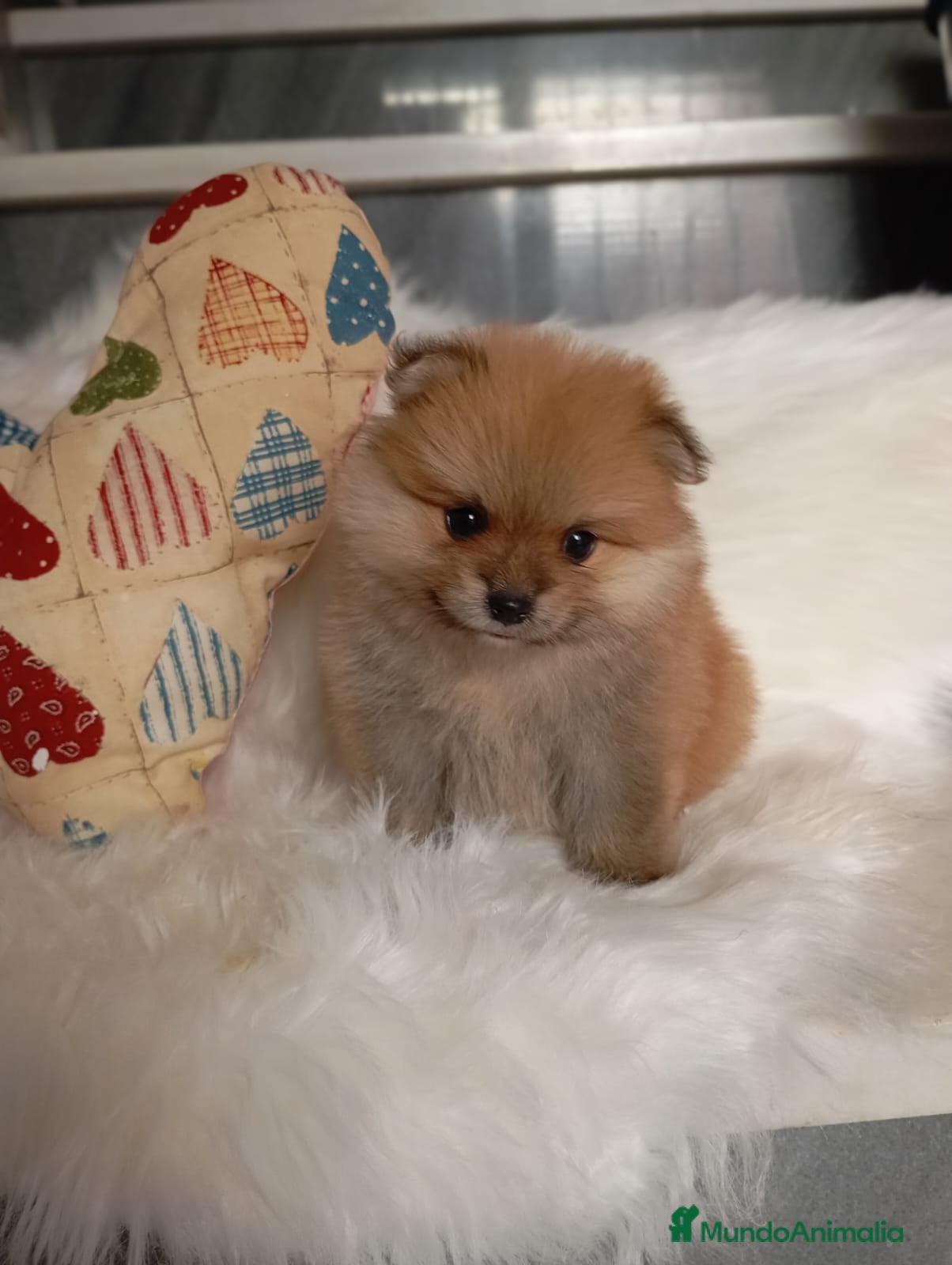 Pomerania perros Lulú de pomerania  en Barcelona - Anuncio 2