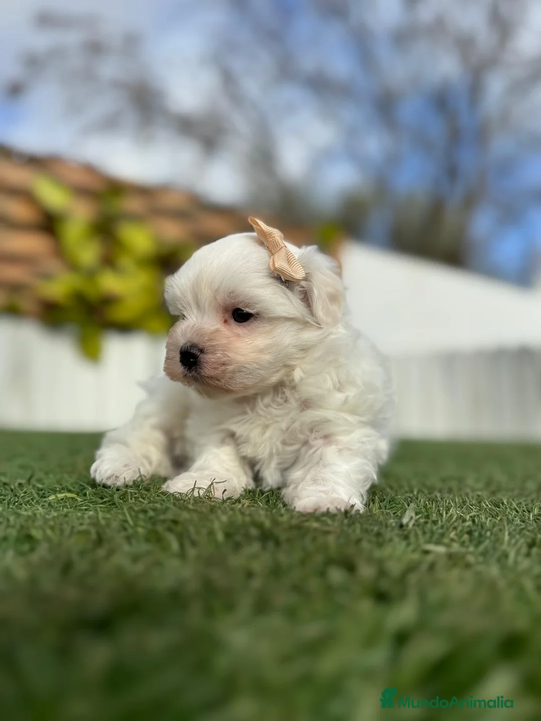 Bichón Maltés perros en venta: BICHÓN MALTÉS MACHO - Anuncio 15