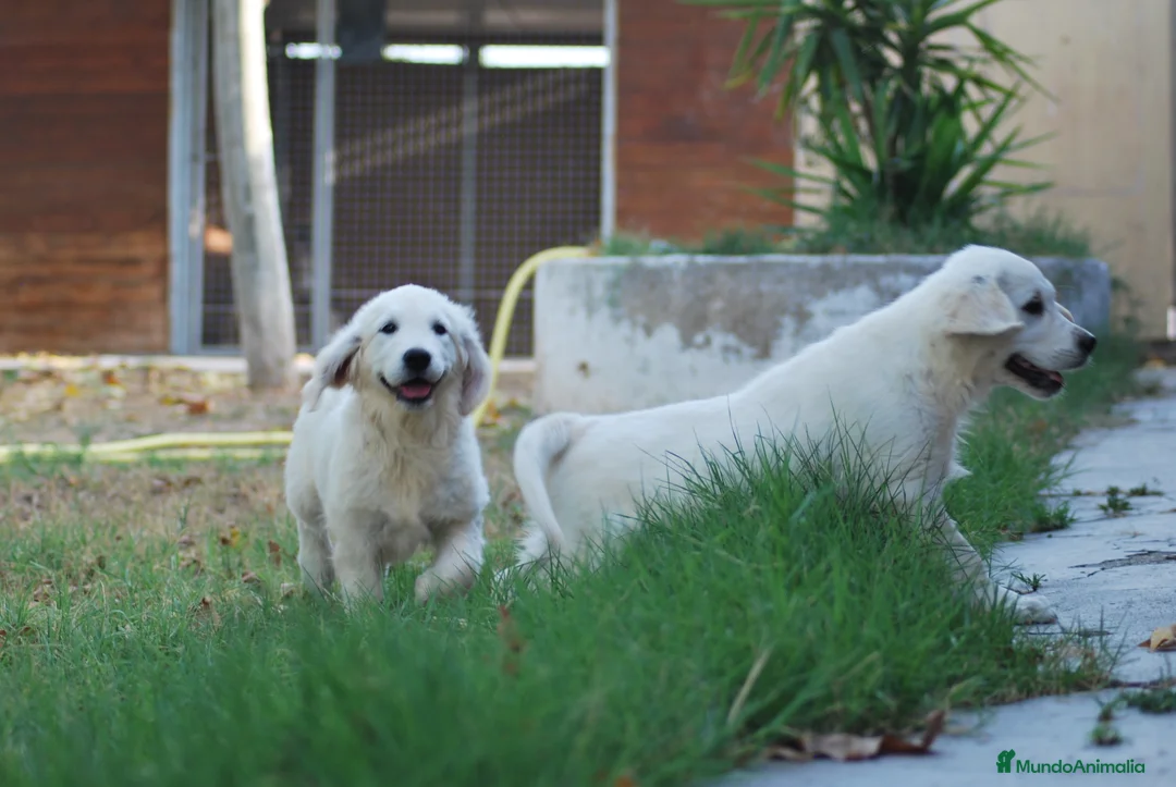 Golden Retriever perros en venta: Golden Retriever en Madrid - Anuncio 3