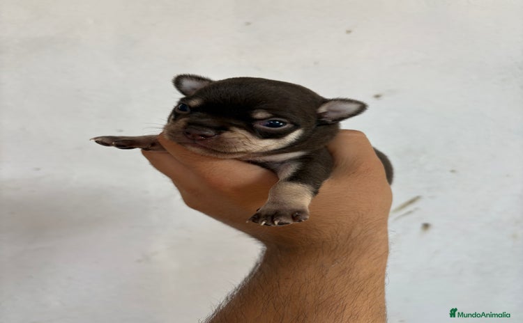 Chihuahua perros - Anuncio 3
