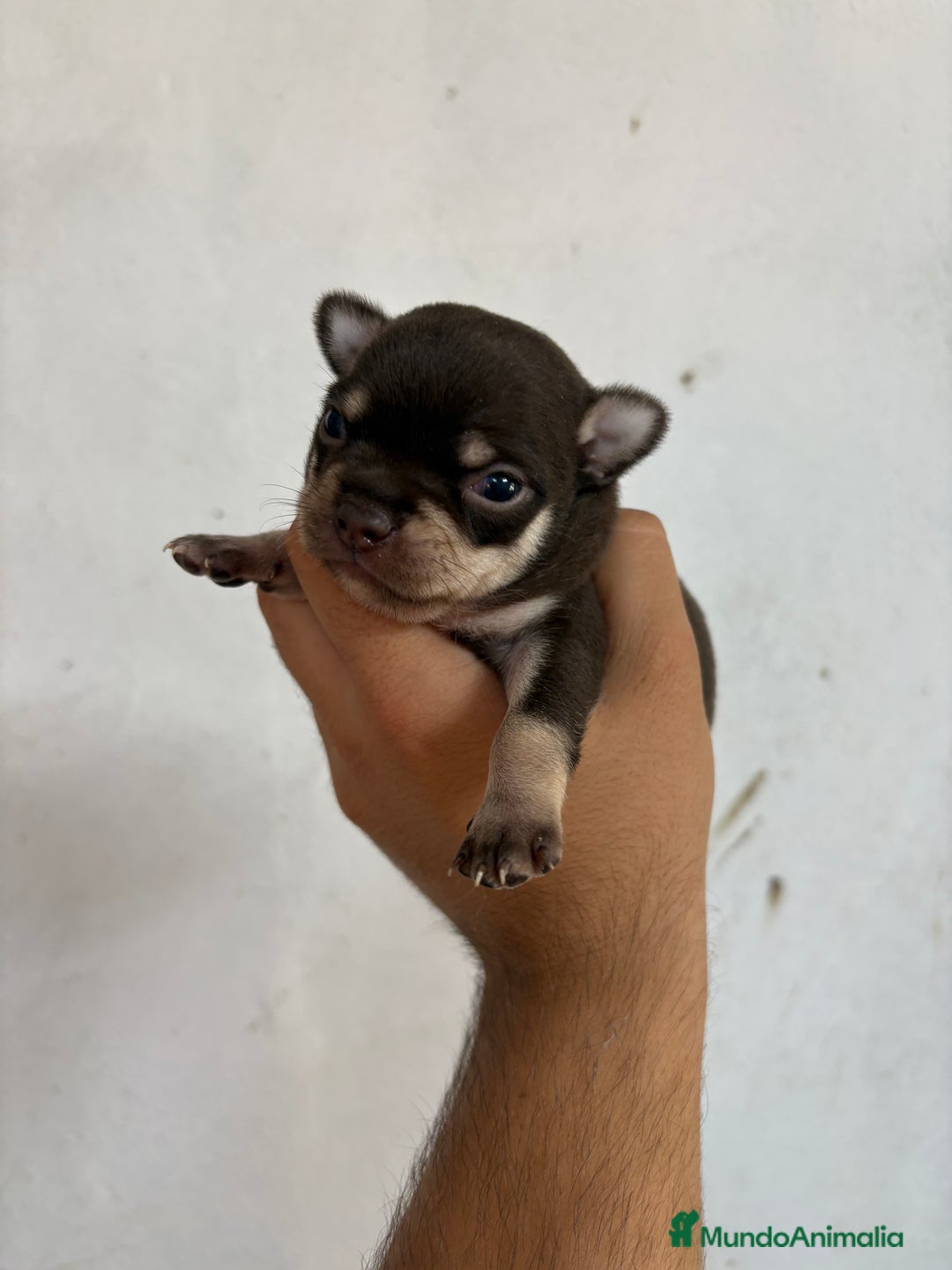 Chihuahua perros en venta: Disponible machito de Chihuhua Toy chocolate  - Imagen 1