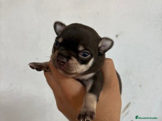Chihuahua perros - Anuncio 34