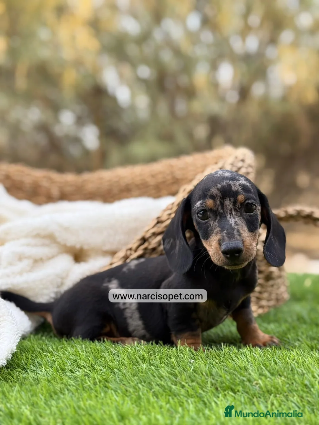 Teckel Miniatura perros en venta: TECKEL MACHO - Anuncio 2