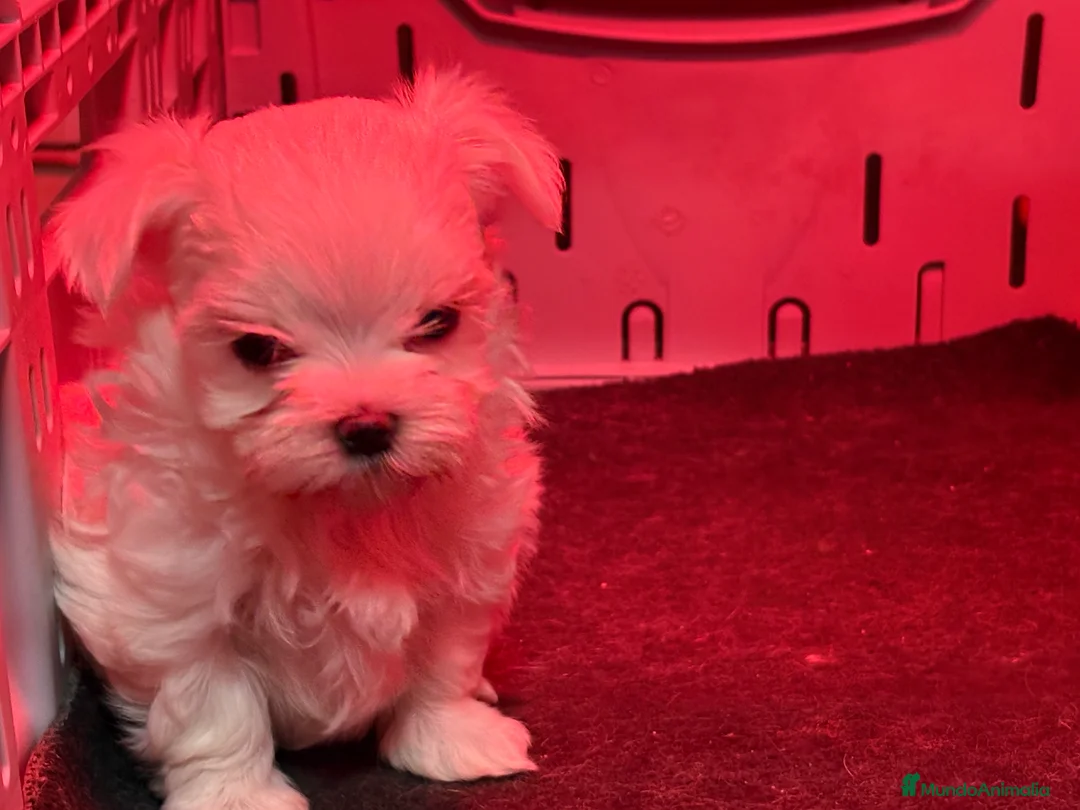 Bichón Maltés perros en venta: BICHON MALTES - Anuncio 6