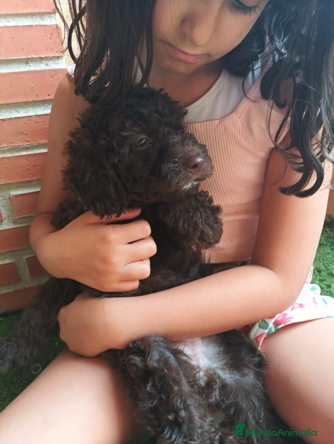 Perro de Agua Español perros en venta: Ultima hembra chocolate en Madrid - Anuncio 1