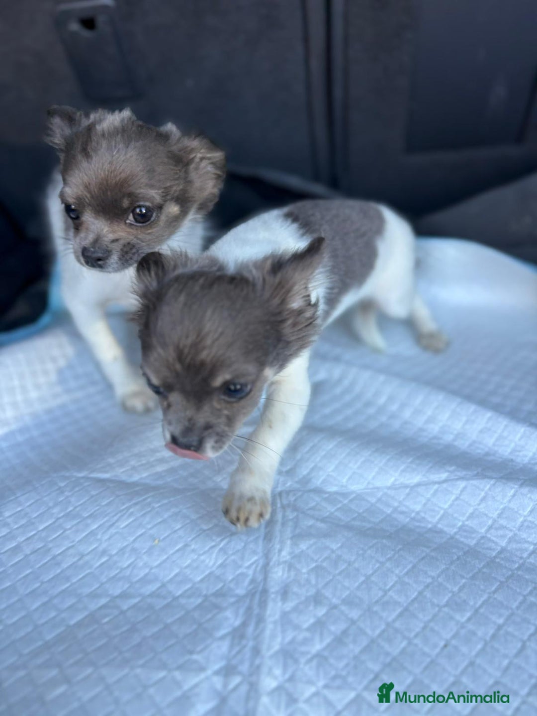 Chihuahua perros en venta: Chihuahuas pelo largo blanco blue - Imagen 18
