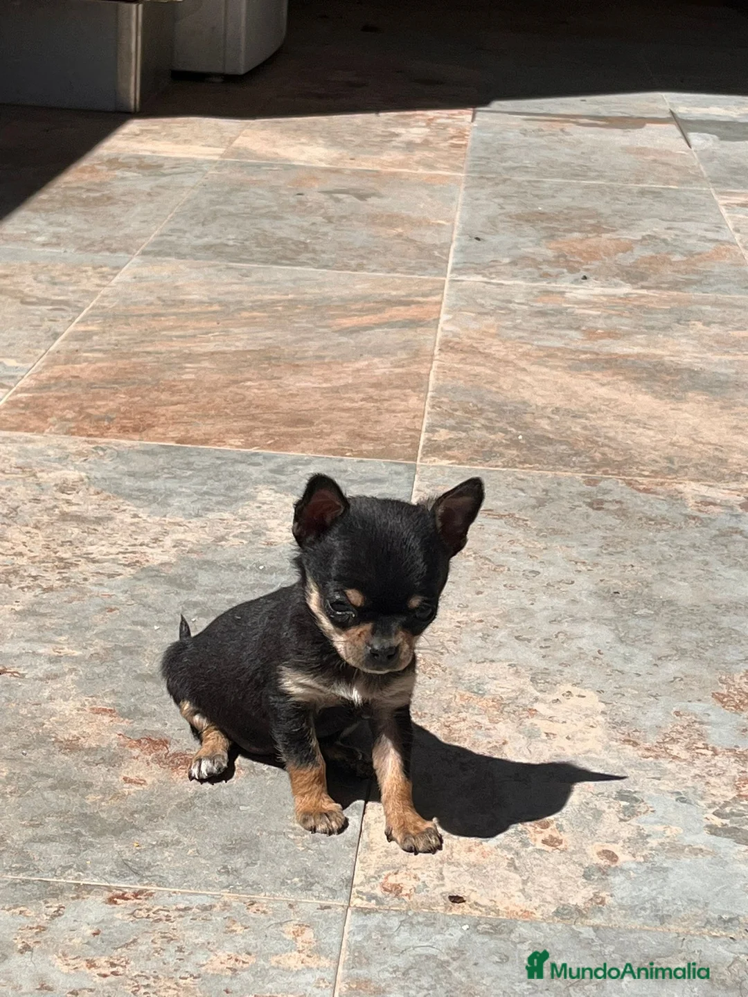 Chihuahua perros en venta: Cachorra de chihuahua  - Anuncio 1