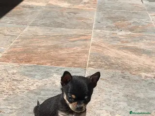 Chihuahua perros Cachorra de chihuahua - Anuncio 1
