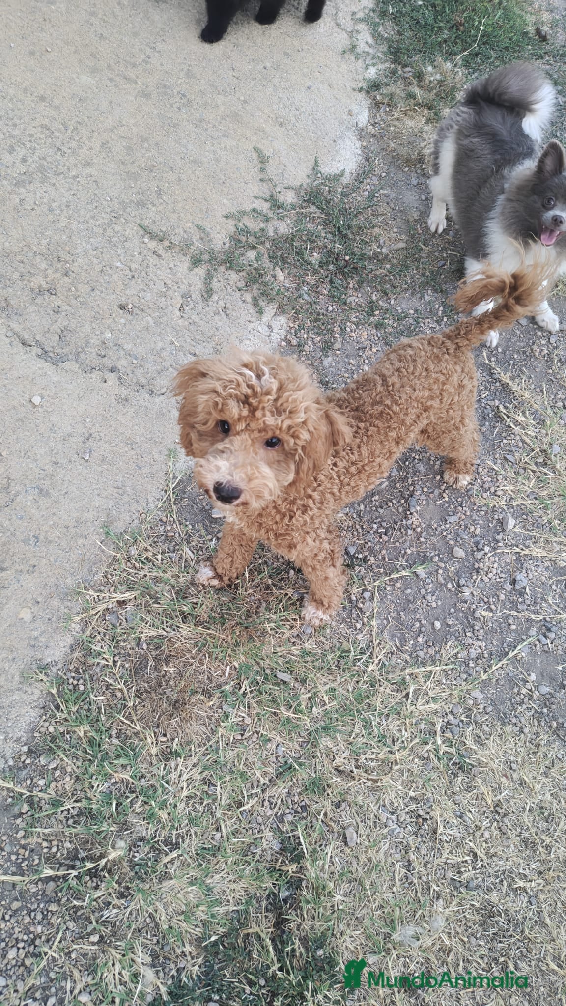 Caniche Enano perros Caniche enano - Anuncio 1