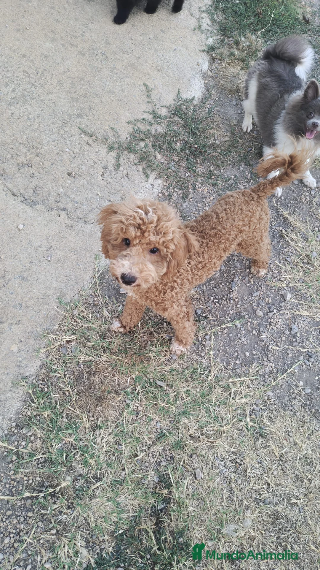 Caniche Enano perros en venta: Caniche enano - Anuncio 1