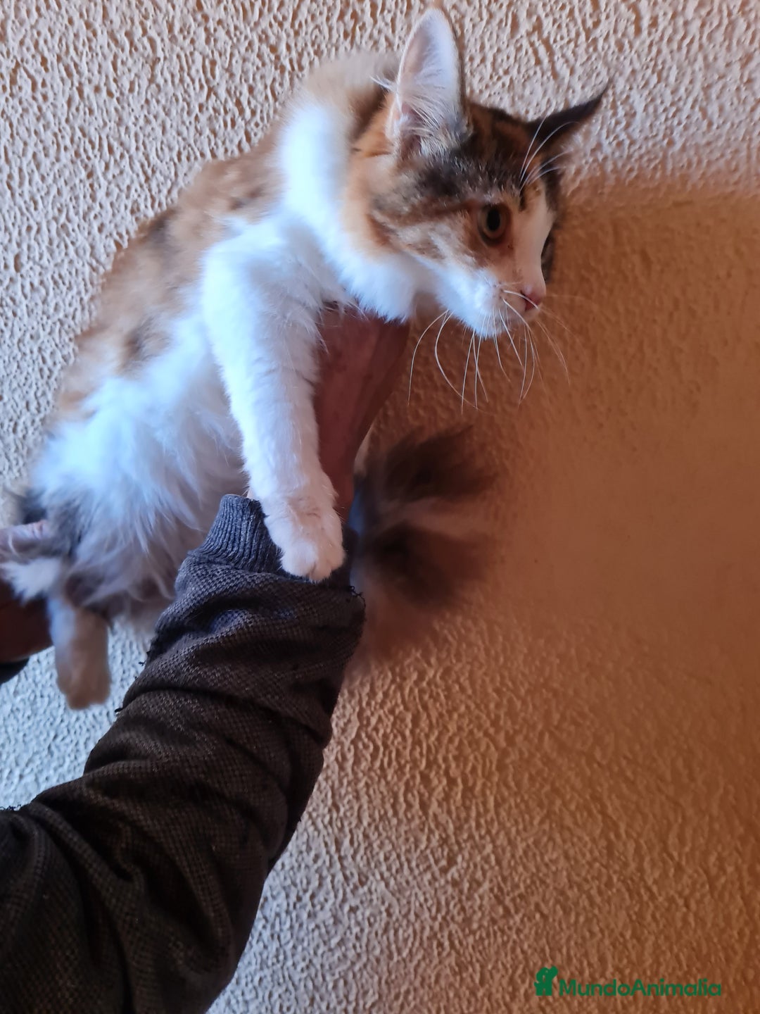 Maine Coon gatos en venta: Maine coom - Imagen 5