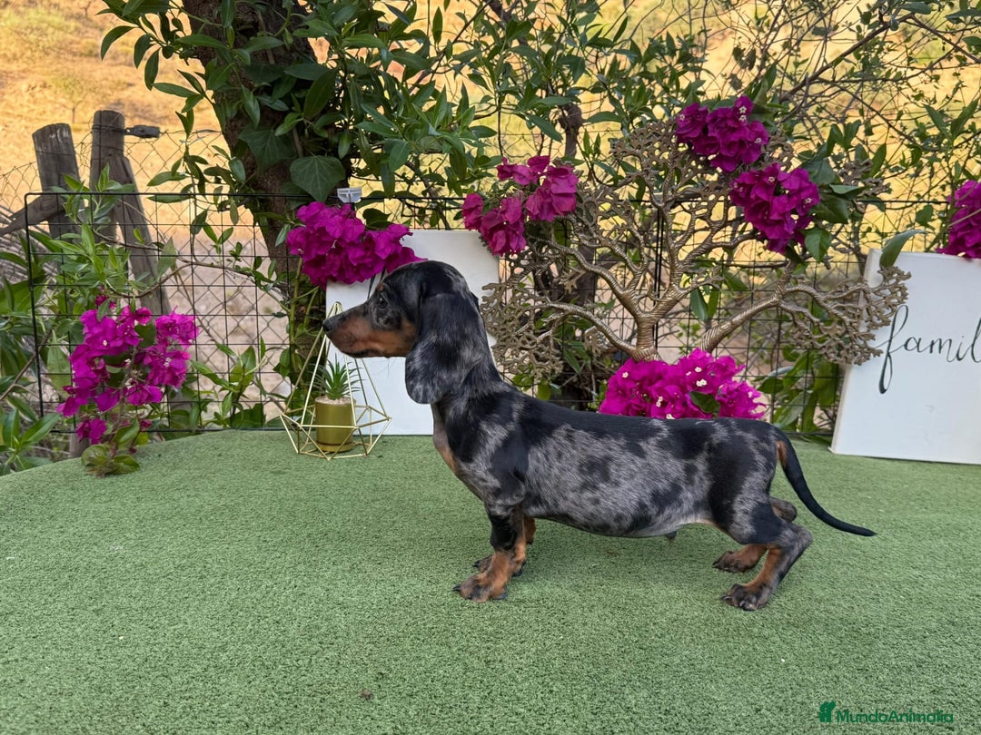 Teckel Miniatura perros en venta: Teckel kanichen macho arlequín plata  - Imagen 2