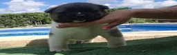 Akita Inu perros en venta: Akita Inu  - Anuncio 7