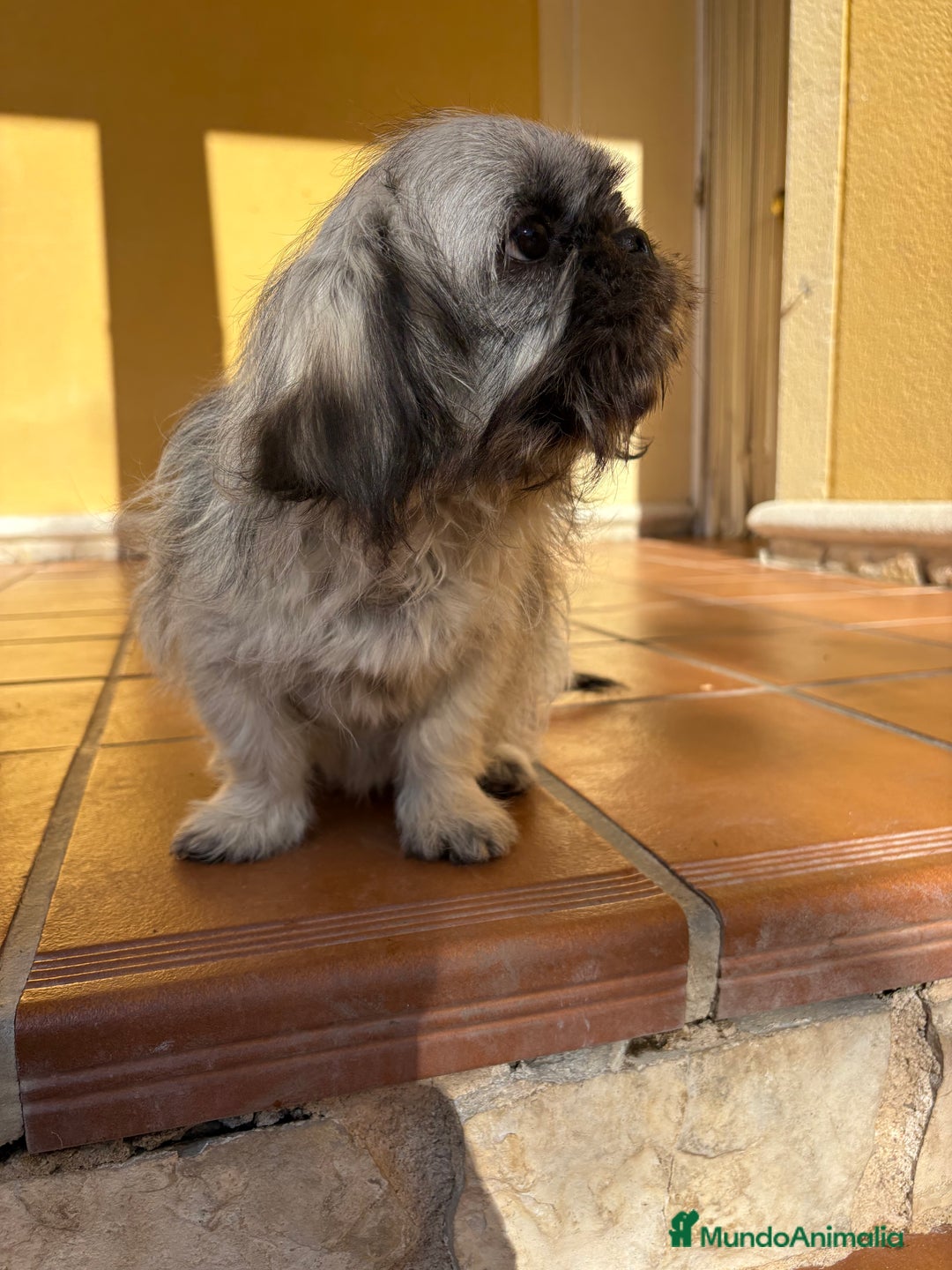 Pekinés perros en venta: Pekines imperial hembra preciosa  - Anuncio 36