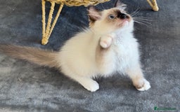 Ragdoll gatos en venta: Camada Ragdoll - Imagen 11