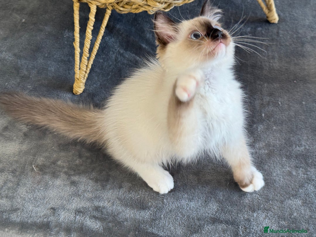 Ragdoll gatos en venta: Camada Ragdoll - Imagen 11