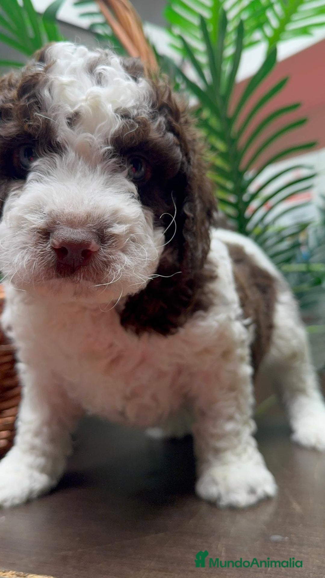 Perro de Agua Español perros en venta: PERRO DE AGUA ESPAÑOL - Anuncio 5