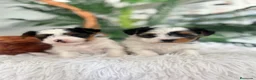Yorkshire Terrier perros en venta: YORKSHIRE BIEWER - Anuncio 7