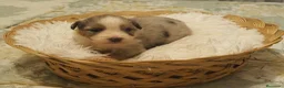 Pastor Australiano perros en venta: Excelente camada de Pastor Australiano  - Anuncio 23