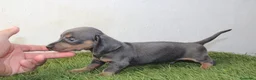 Teckel Miniatura perros en venta: Teckels Miniatura#Calidad, seriedad y seguimiento - Anuncio 28