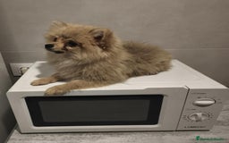 Pomerania perros en venta: Pomerania  - Anuncio 6