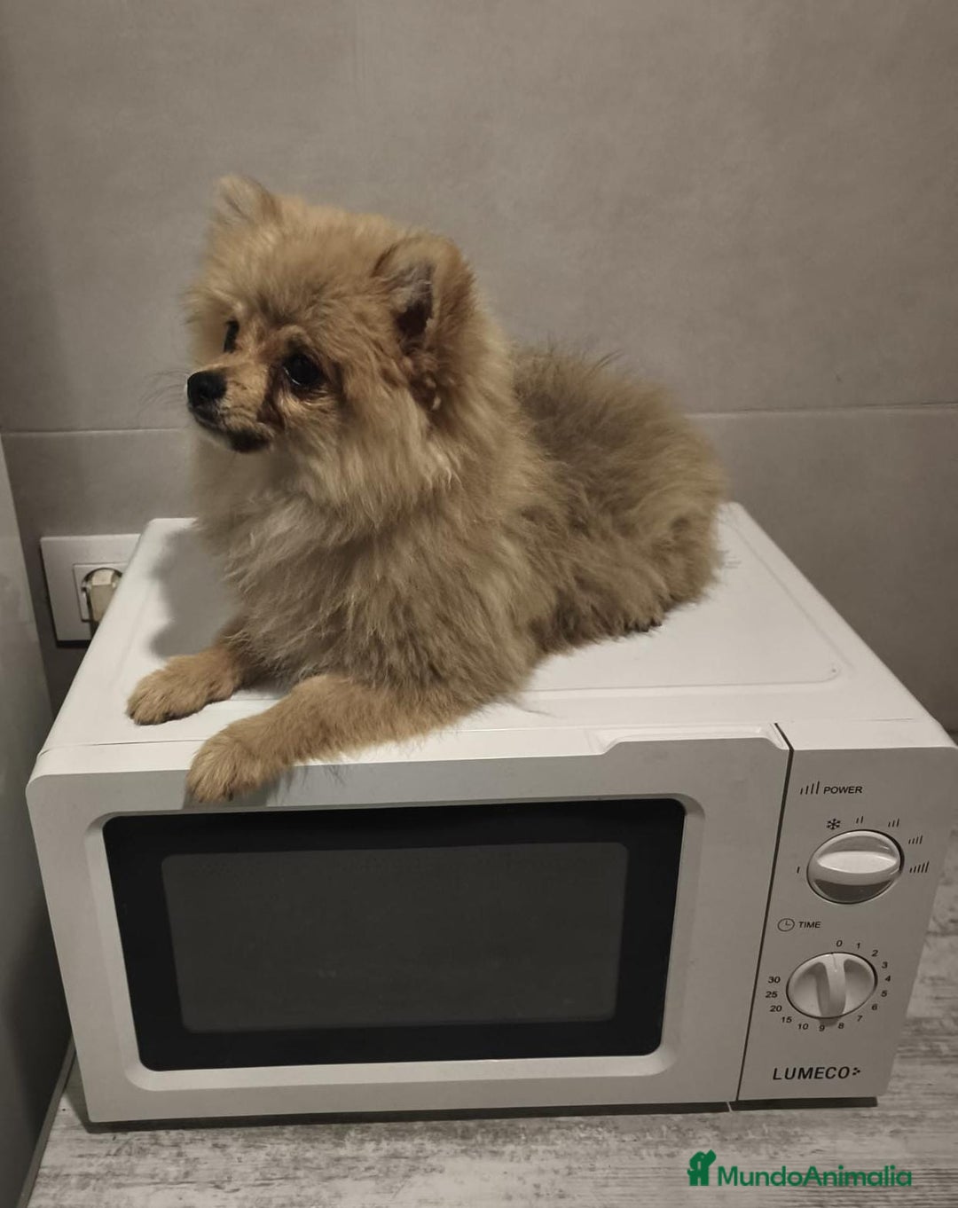 Pomerania perros en venta: Pomerania  - Anuncio 6