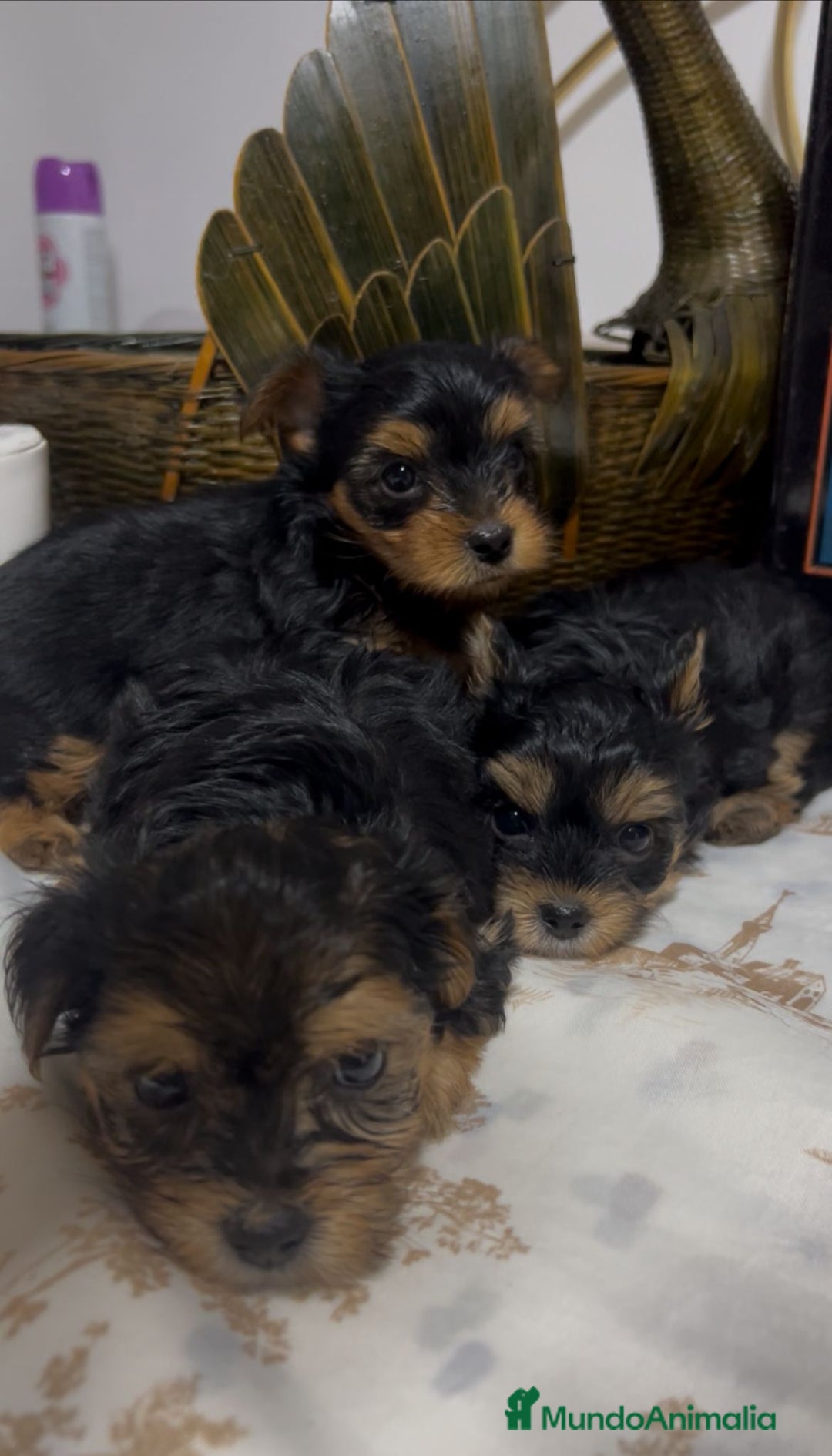 Yorkshire Terrier perros en venta: Últimos yorkshire macho y una hembra  - Imagen 3
