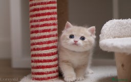 Británico de Pelo Corto gatos en venta: British blue golden - Imagen 1
