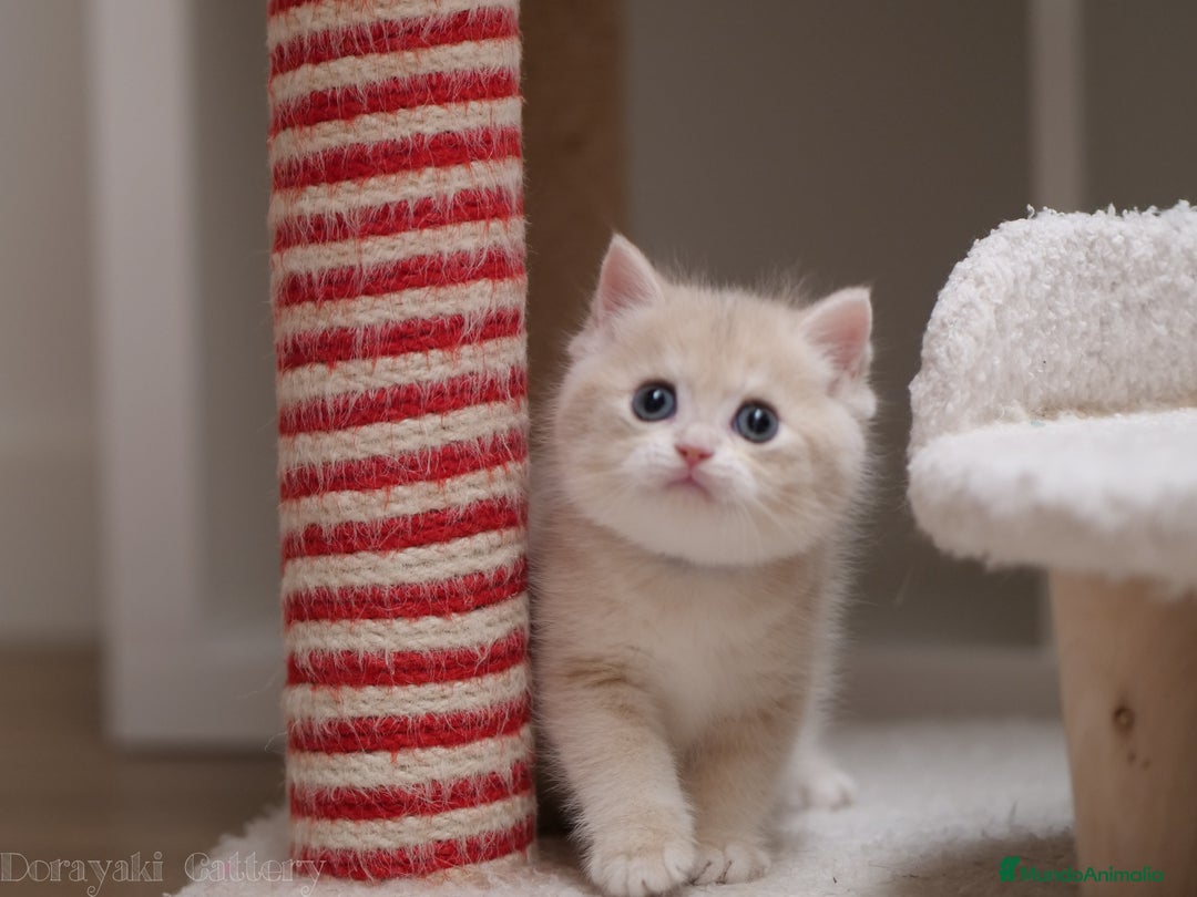 Británico de Pelo Corto gatos en venta: British blue golden - Imagen 1