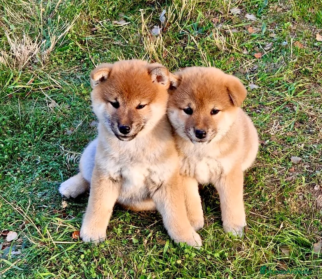 Imagen de galería {{count}}