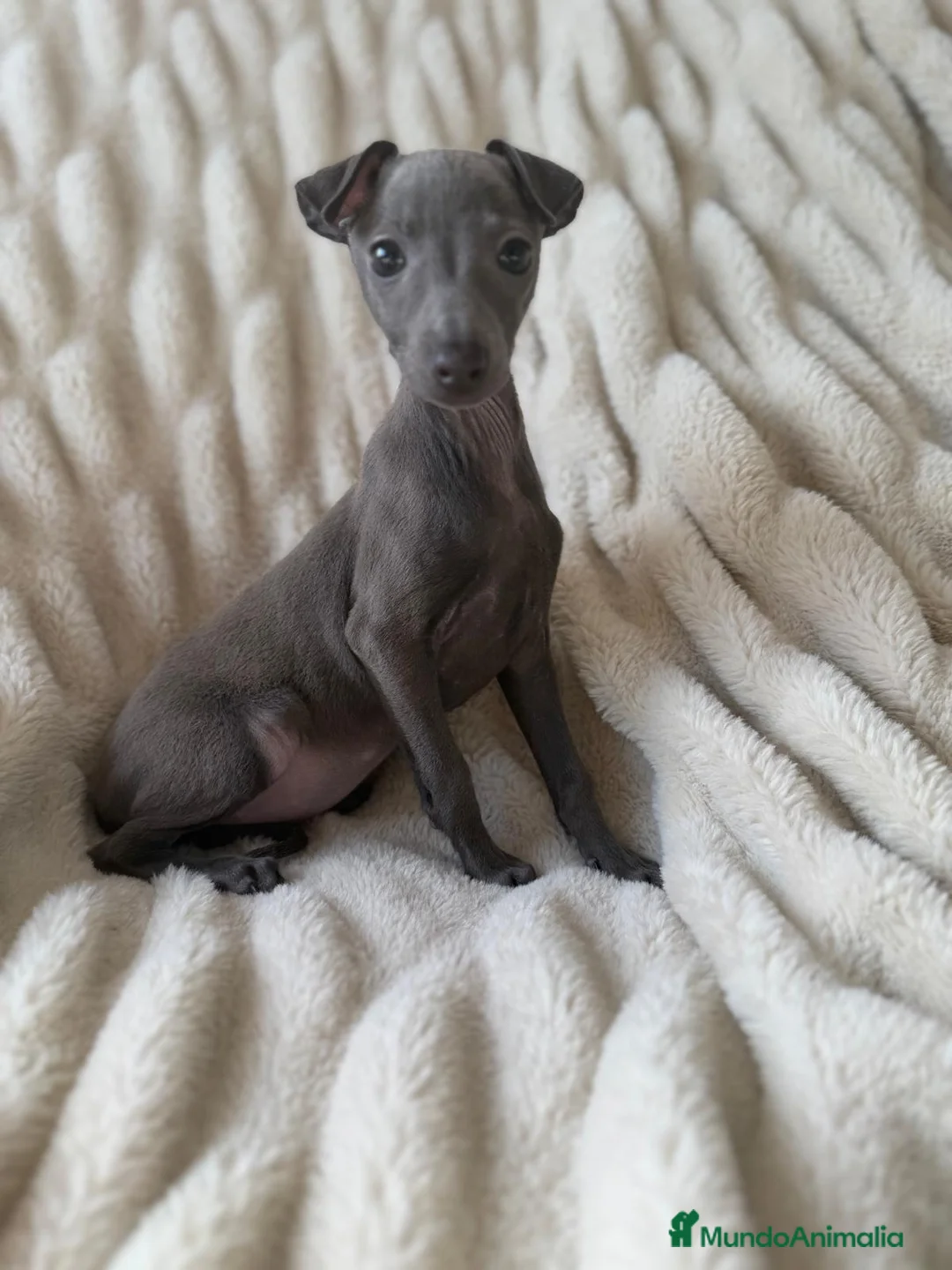 Pequeño Lebrel Italiano perros en venta: Piccolo - Galgo Italiano - Lebrel Italiano  - Anuncio 10