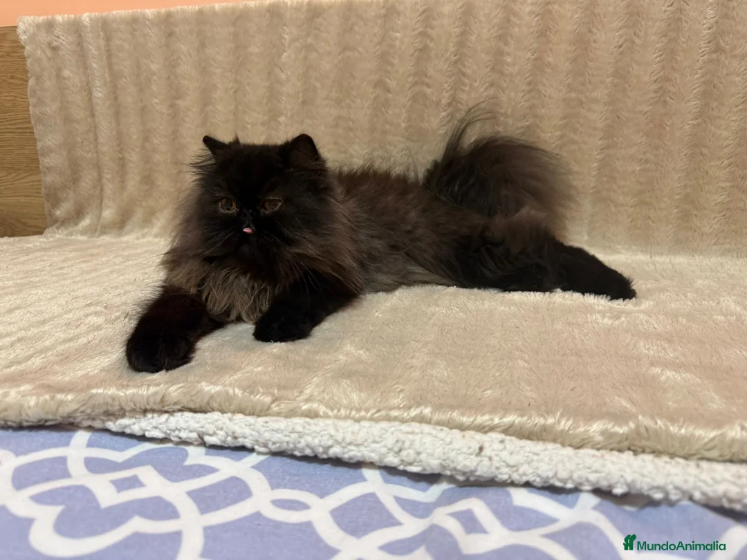 Persa gatos en venta: Gatos persas - Anuncio 1