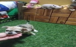 Chihuahua perros en venta: Chihuahua cabeza manzana  - Imagen 9