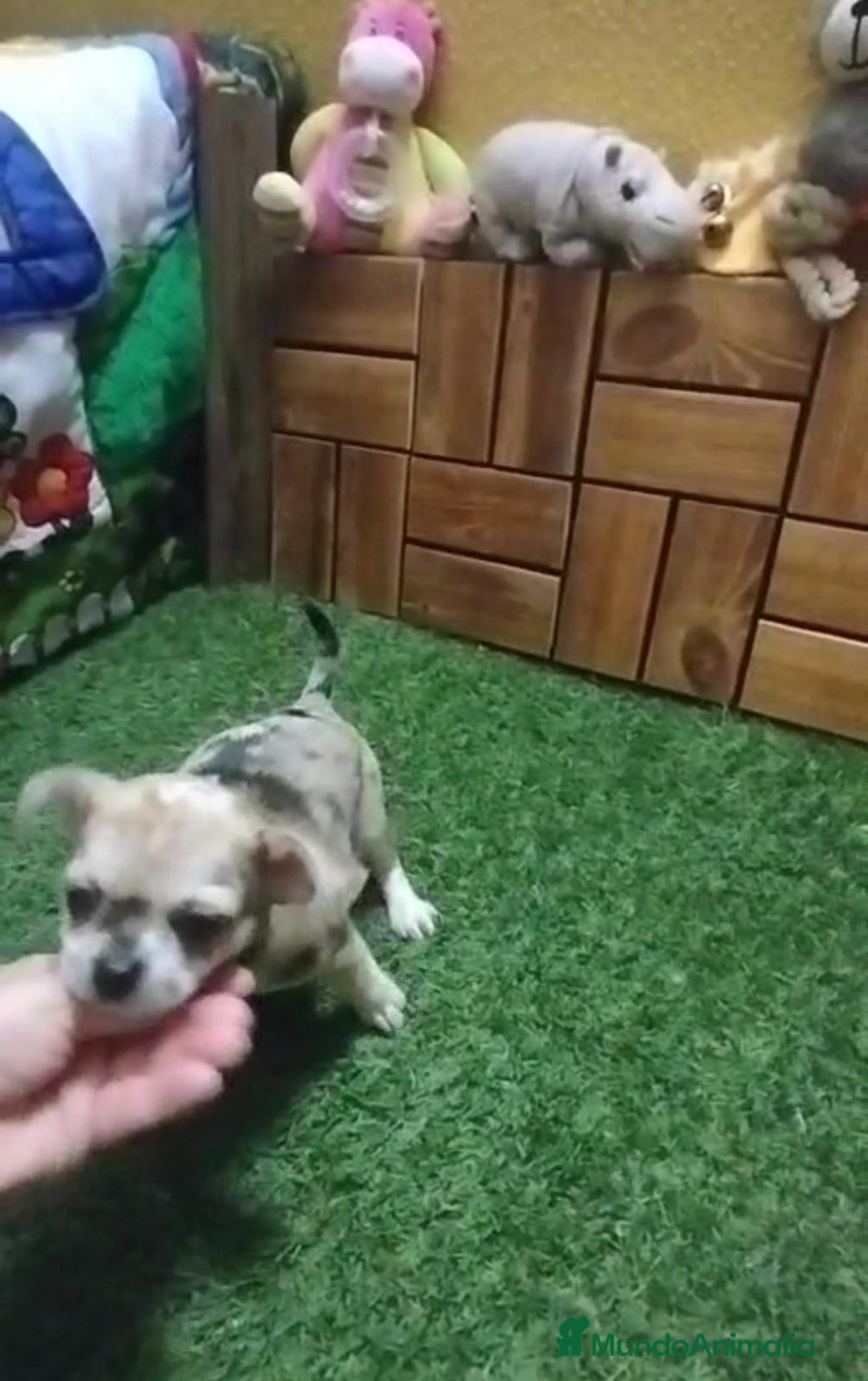 Chihuahua perros en venta: Chihuahua cabeza manzana  - Imagen 9