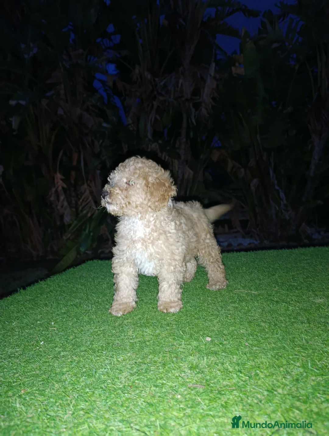 Raza Mixta perros en venta: CANICHE - Anuncio 6