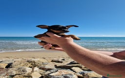 Pinscher Miniatura perros en venta: TOY TOY MINI PINCHER HEMBRA - Imagen 3