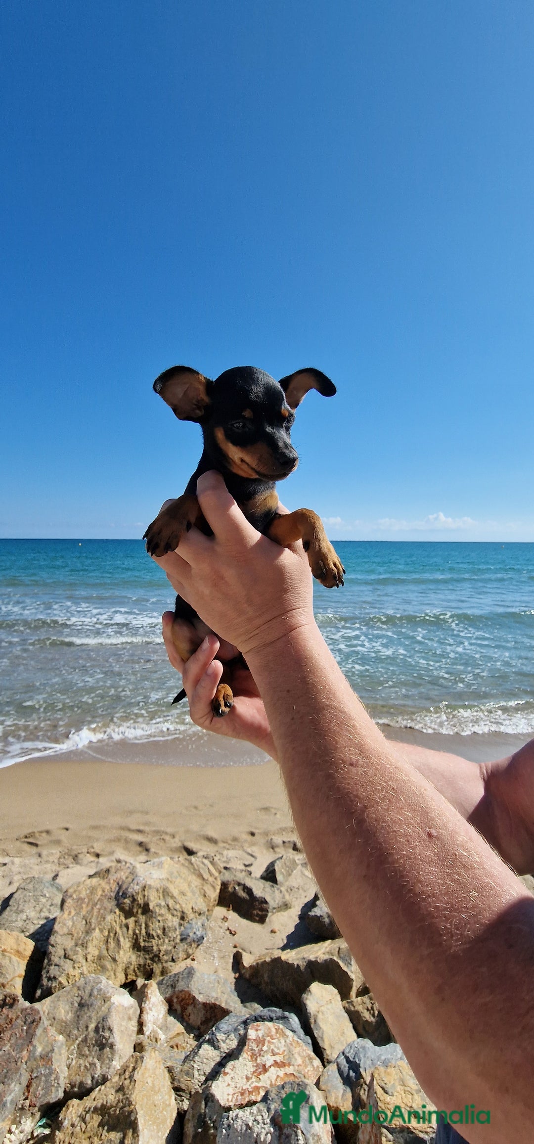 Pinscher Miniatura perros en venta: TOY TOY MINI PINCHER HEMBRA - Imagen 3