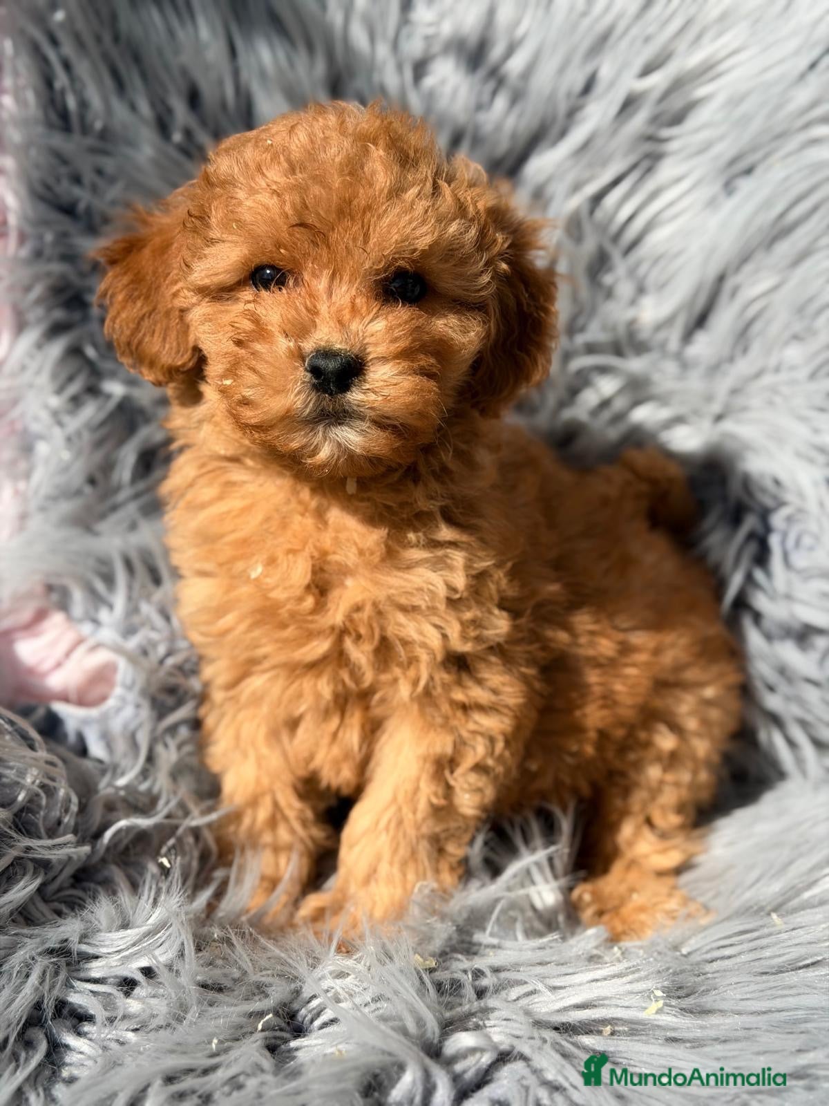 Maltipoo perros en venta: Maltipoo macho apricot  - Anuncio 1