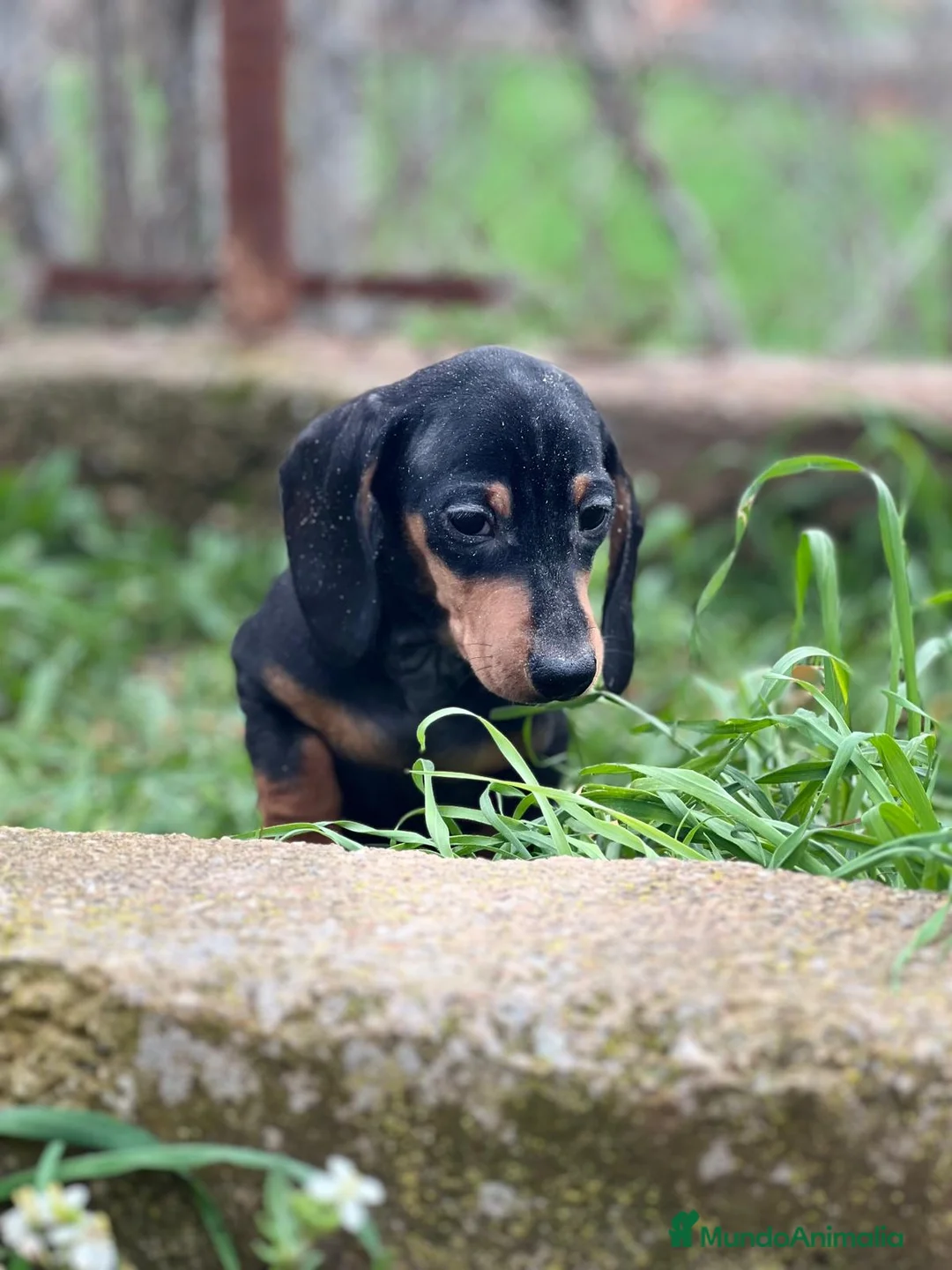 Teckel Miniatura perros en venta: TECKEL HEMBRA NEGRO Y FUEGO DISPONIBLE en Barcelona - Anuncio 8