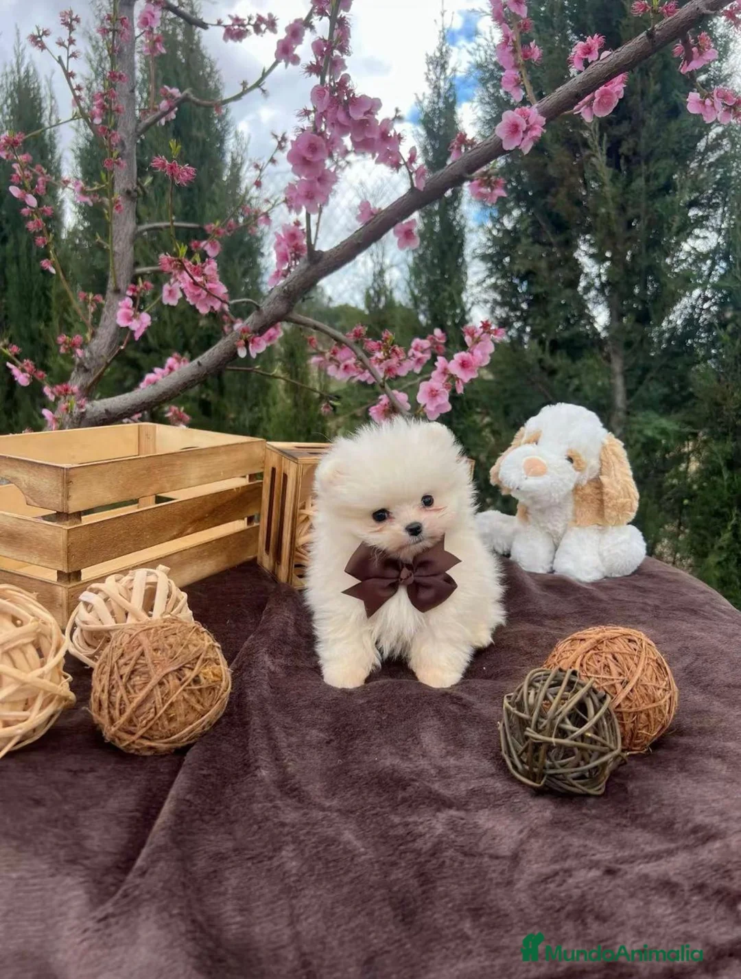 Pomerania perros en venta: Pomerania toy carita de osito - Anuncio 1
