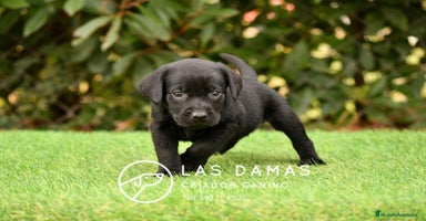 Labrador Retriever perros - Anuncio 6
