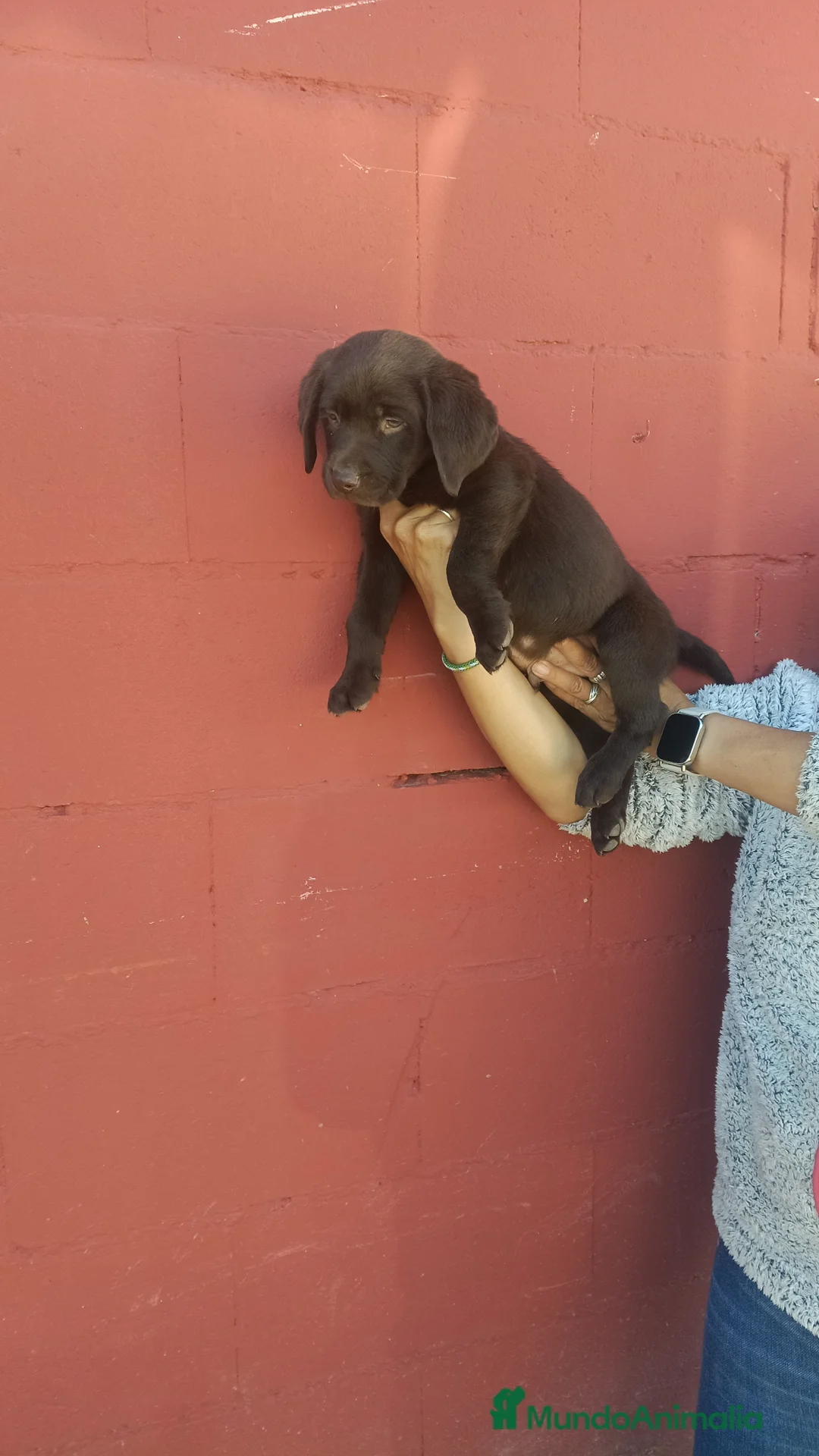 Labrador Retriever perros en venta: Labrador retriever chocolate disponible  - Anuncio 2