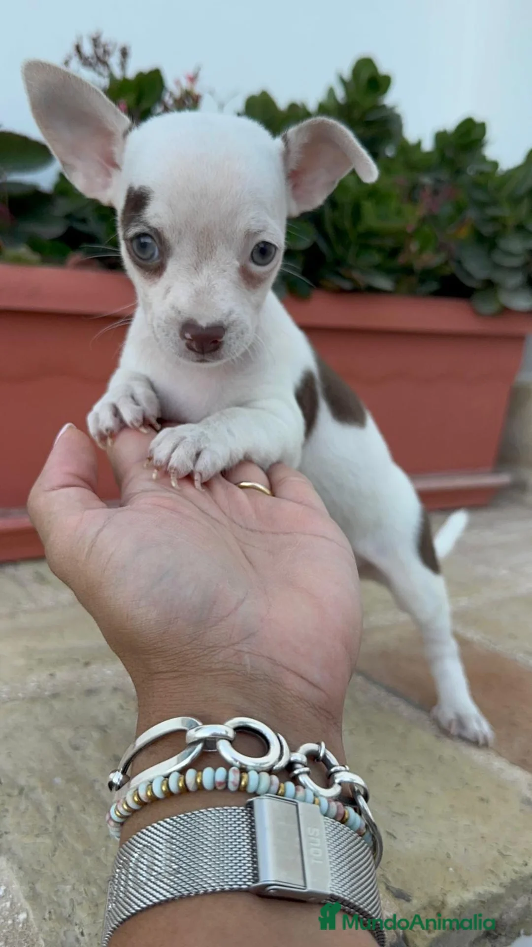 Chihuahua perros en venta: CHIHUAHUA MACHO  - Anuncio 13